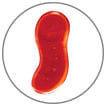 Dr.Bone Worms Jelly Gum (20/30/40 Gram)